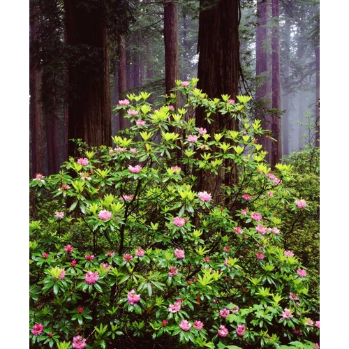 CA, Old-growth Redwood tree with Rhododendron